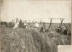 Фотография. Уборка колосовых культур в Ставропольской психиатрической колонии. 1930-е гг. Из фотоальбома главного врача А.Я. Доршта 1939 г.